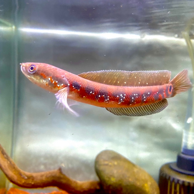 (GARANSI TERJAMIN) Channa Asiatica Red Stripe