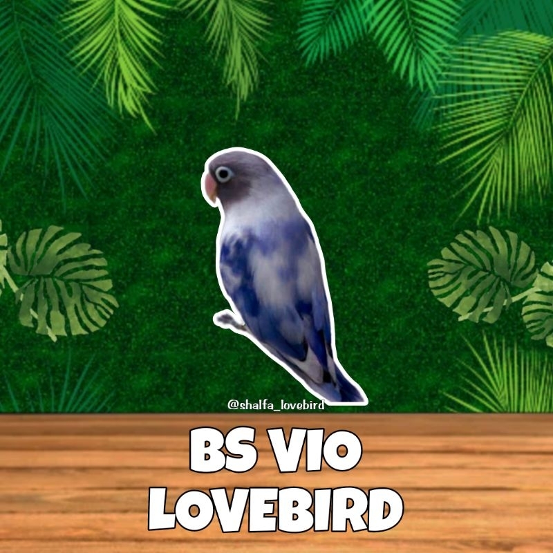 LOVEBIRD BS VIO JANTAN/BETINA PAUD DAN DEWASA