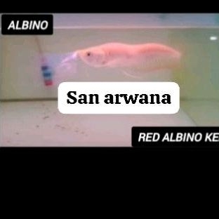 silver albino mata merah arowana unik