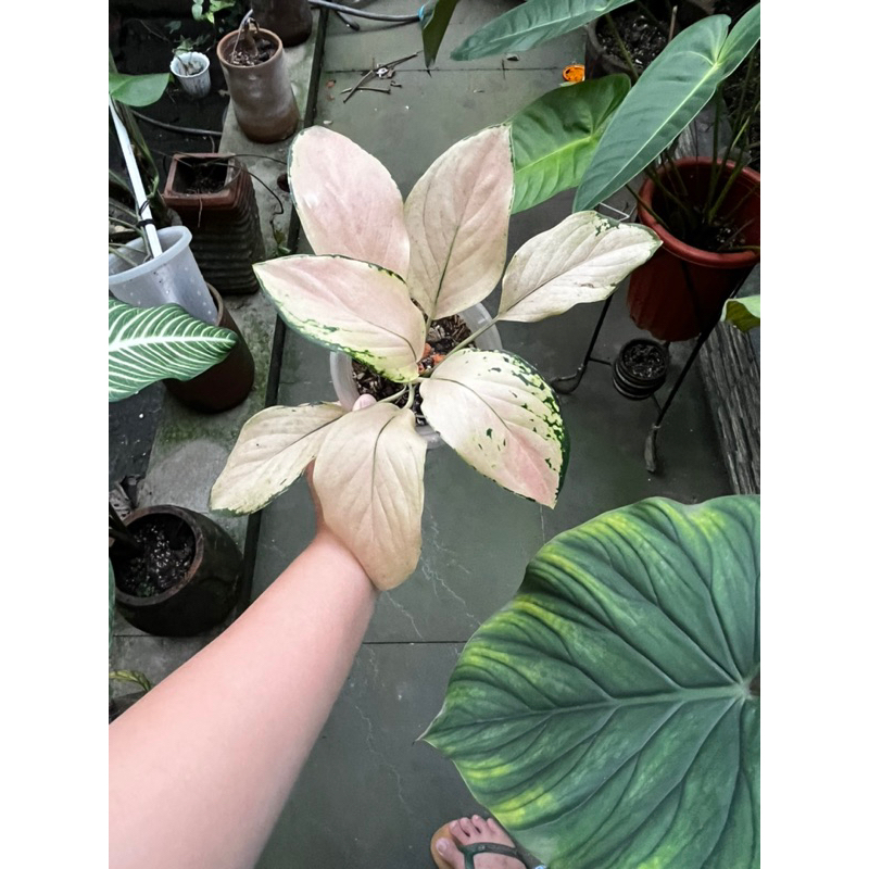 Aglaonema golden love
