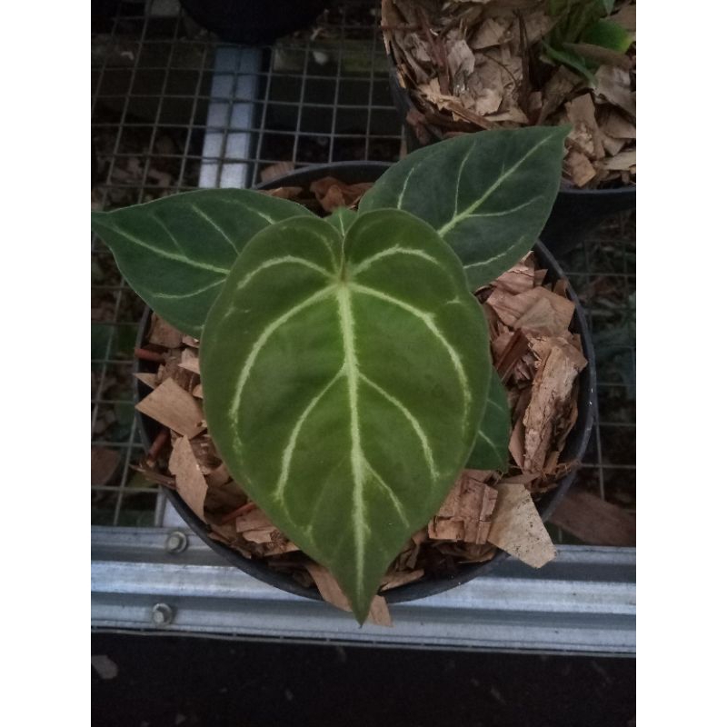 anthurium dressleri hybrid