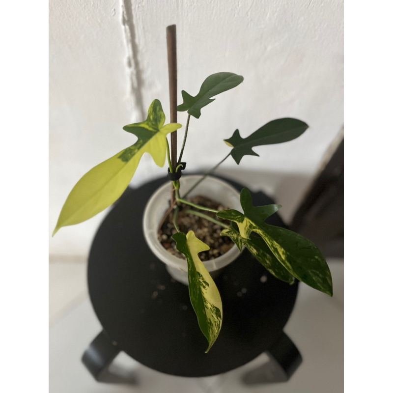 Flobe varigata menor