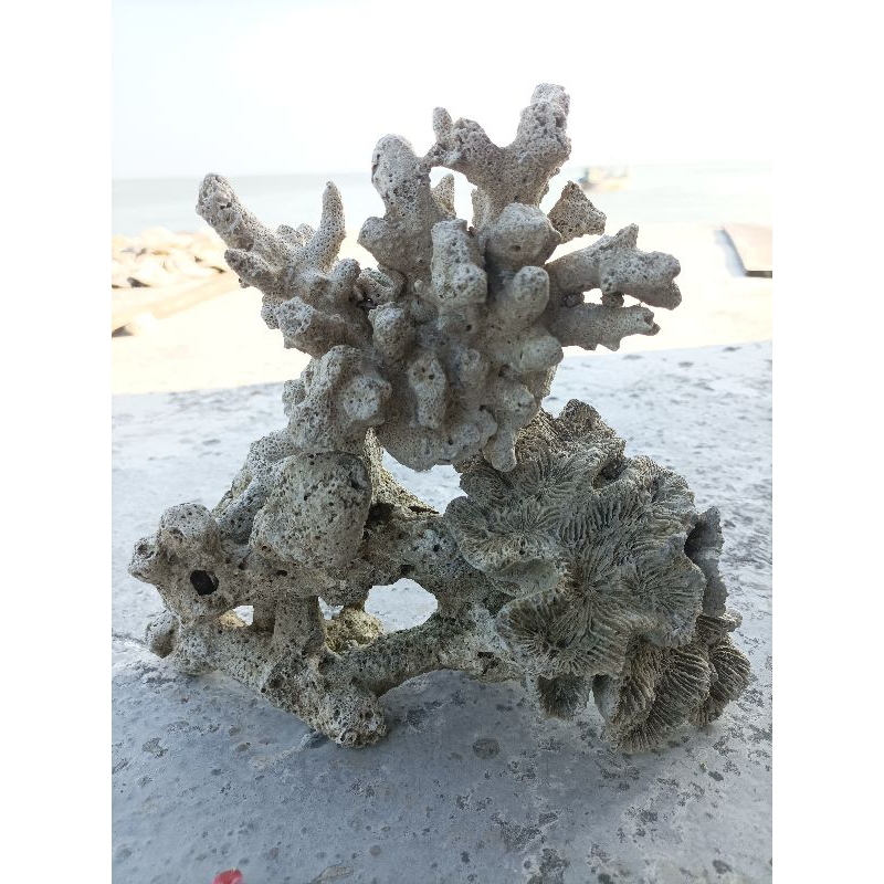 Batu karang rangkai batu karang laut batu karang aquarium unik kesukaan ikan aquarium