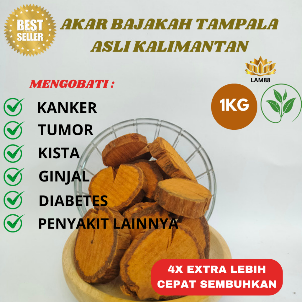 

TEH AKAR KAYU BAJAKAH TAMPALA SUPER DIJAMIN ASLI KALIMANTAN SIAP SEDUH