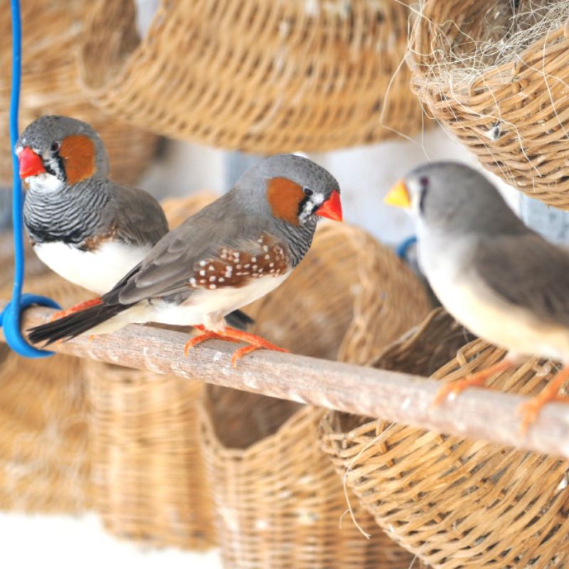 Burung pipit emprit Zebra Finch, zebra finch australia (sepasang)