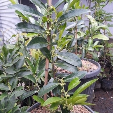 Bibit BLACK SAPOTE OKULASI Berbuah