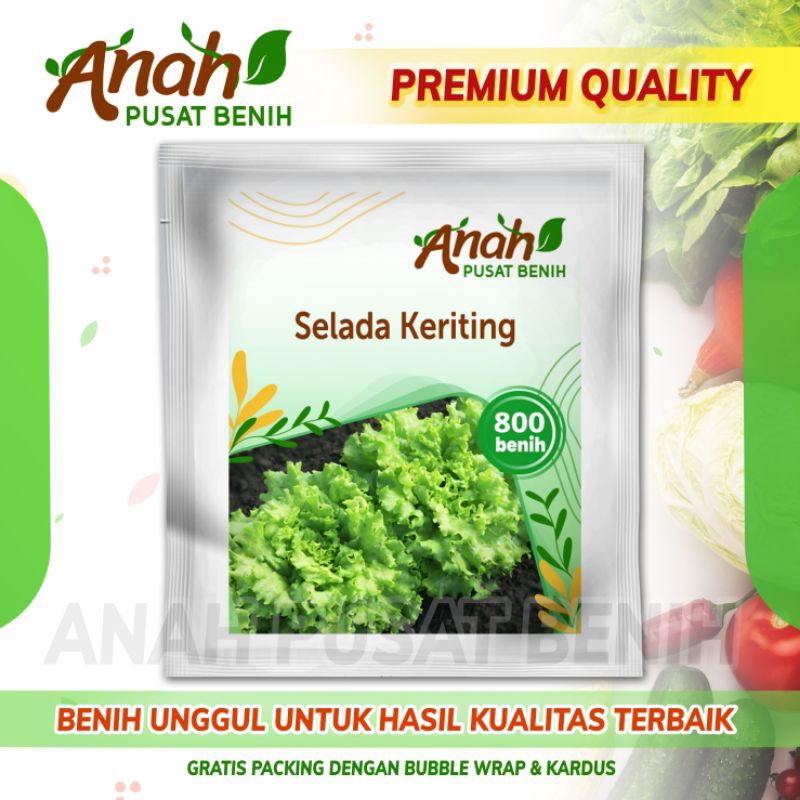 800 biji  benih sayuran selada keriting / bibit sayuran selada air / benih selada hijau