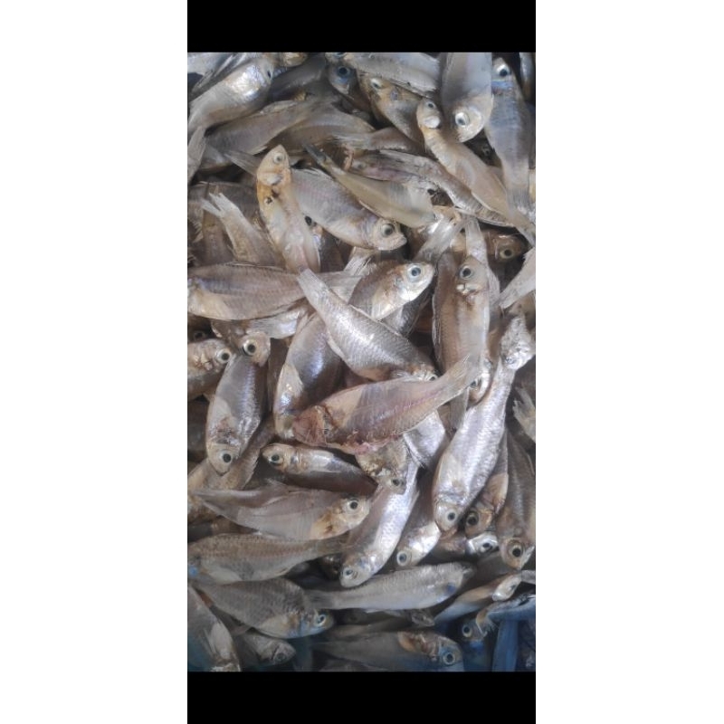 

Ikan Asin Pengka/Rekrek kering tawar renyah Premium