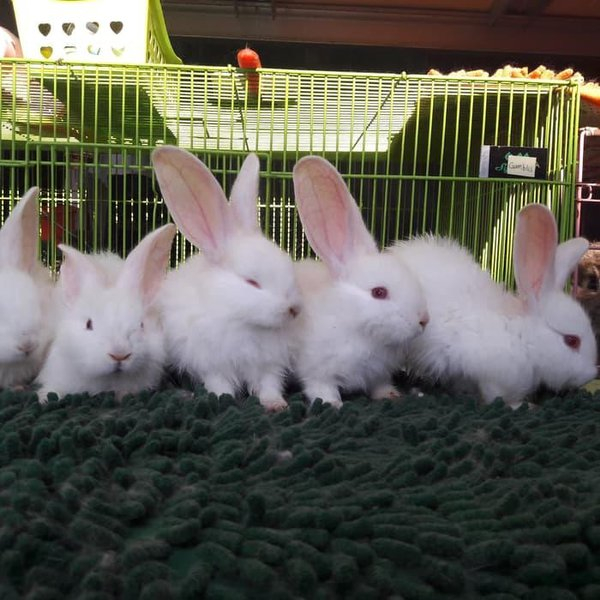 FLAMISH GIANT Murni murah