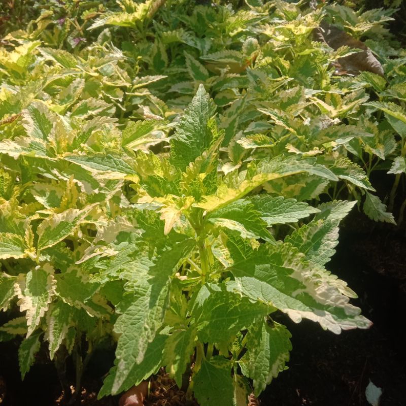 Tanaman Hias Miyana Naga Hijau/Miyana Hijau/Tanaman Miyana