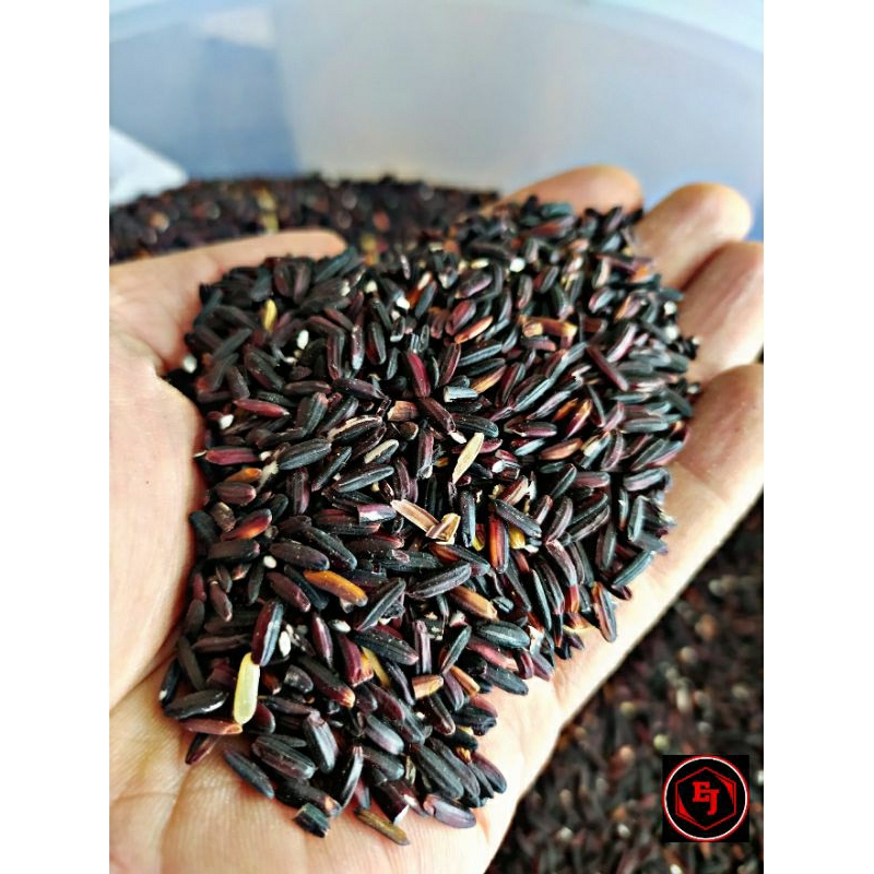 KETAN HITAM KWALITAS PAKAN BURUNG