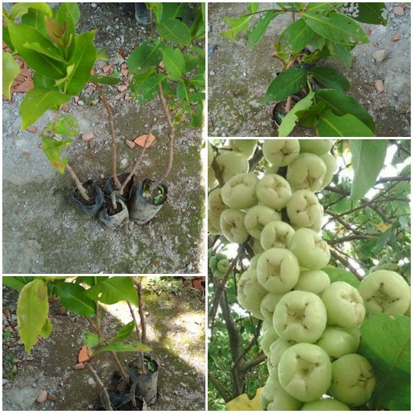Bibit Tanaman Buah Jambu Air Madura / Camplong