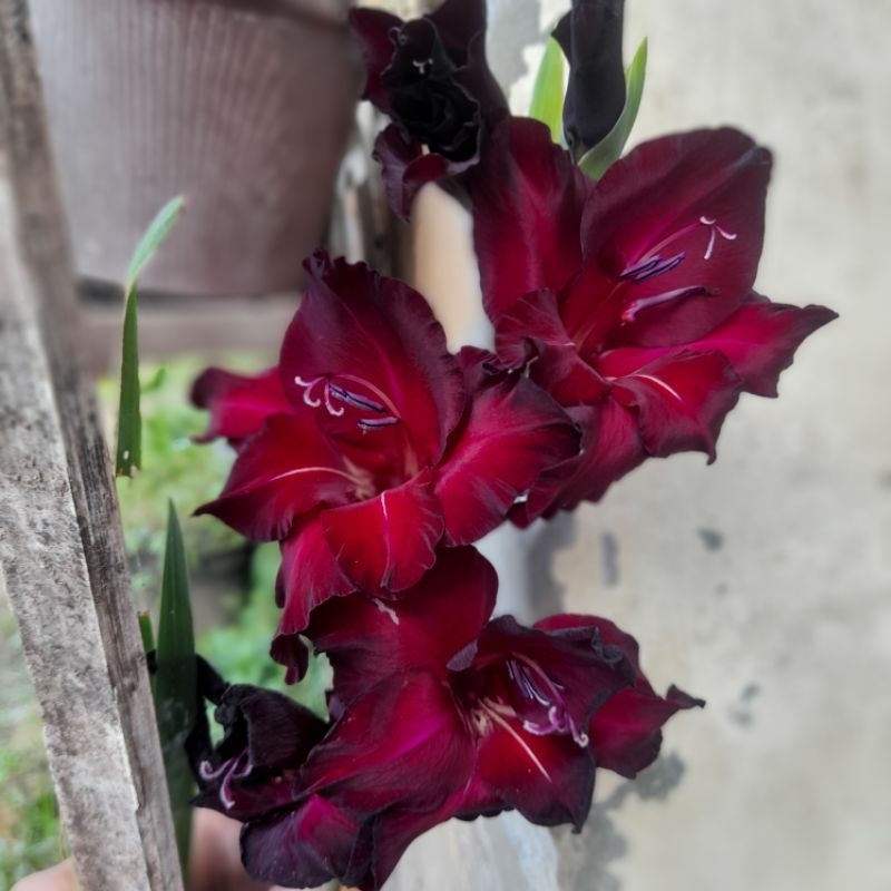 SALE  Benih Umbi Bunga Gladiol