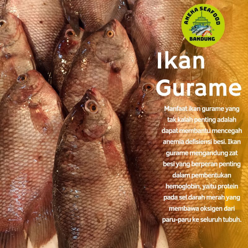

Ikan Gurame Fresh / Ikan Gurame Segar 1.0kg Isi 1-4ekor