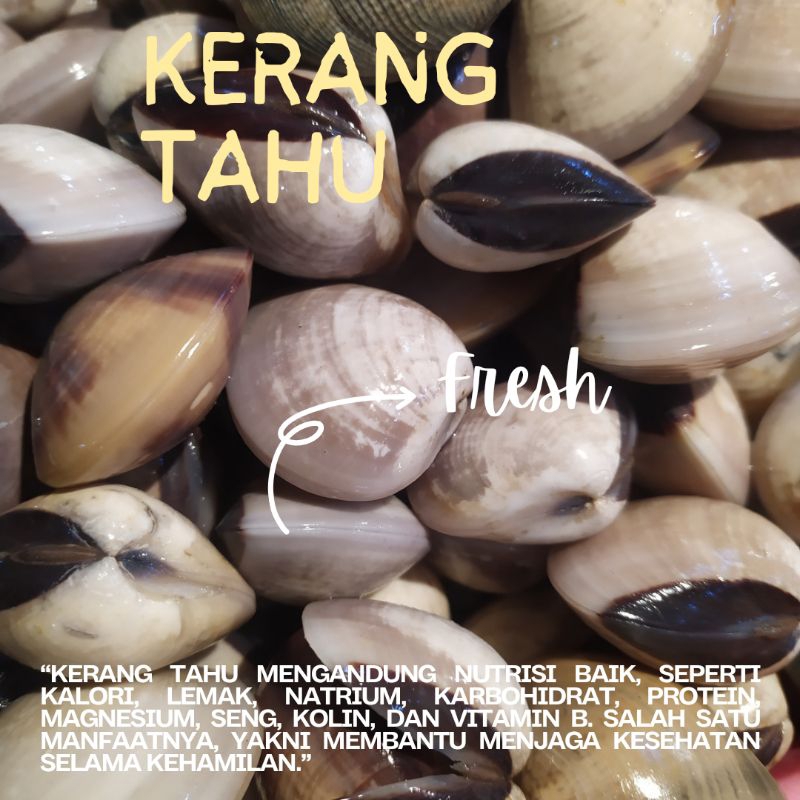 

Kerang Tahu Fresh / Frozen