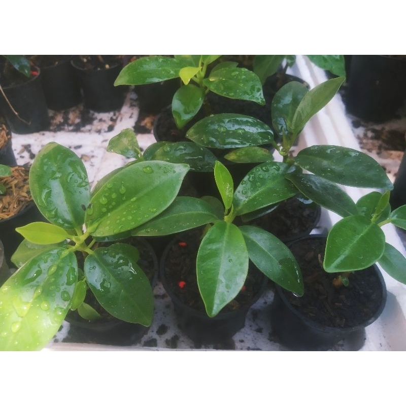 Golden panda a.k.a Ficus microcarpaTersedia ✔️ dengan ukuran mini batang kuat berkarakter caudex. 
