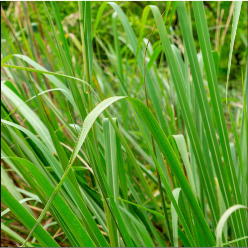 

Daun Alang alang segar / daun ilalang segar / daun erih segar ada 2 varian berat dan harga; 100 gram 200 gram