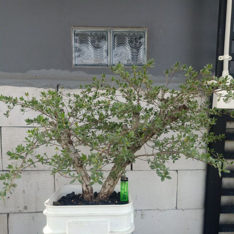 Bahan Santigi Karang Medium