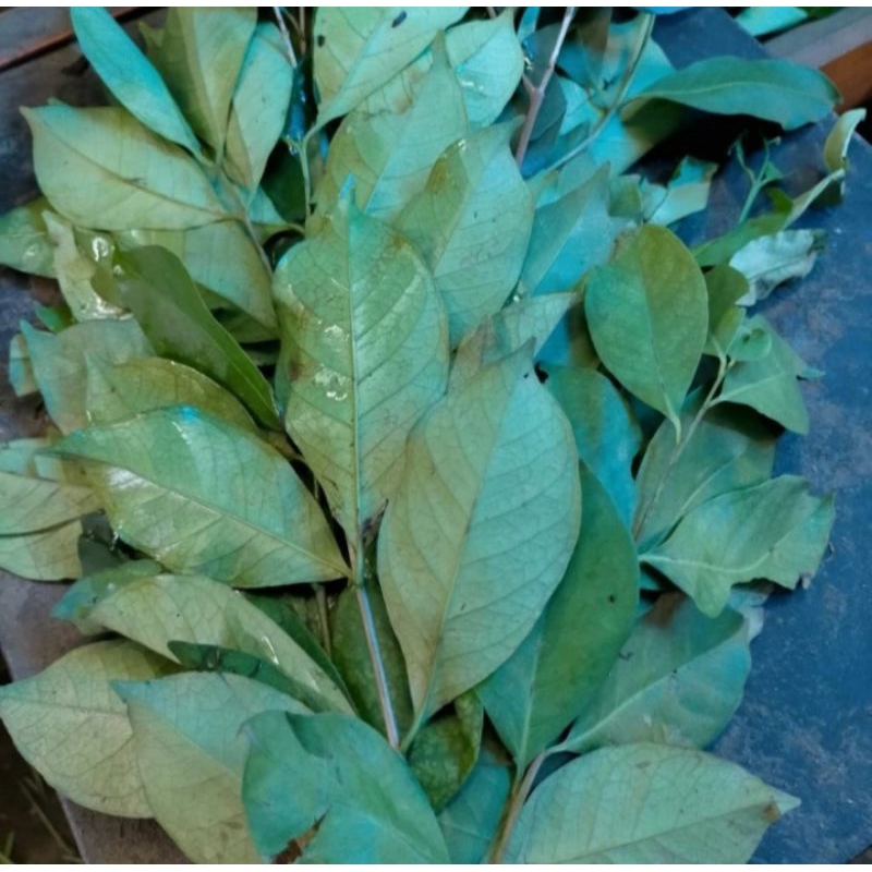 

Daun Salam Segar Herbal Alami 200 Gram