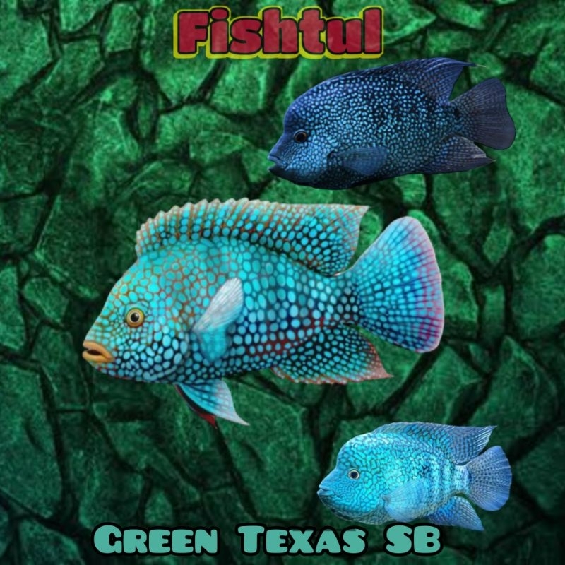 Cichlid Green Texas SB