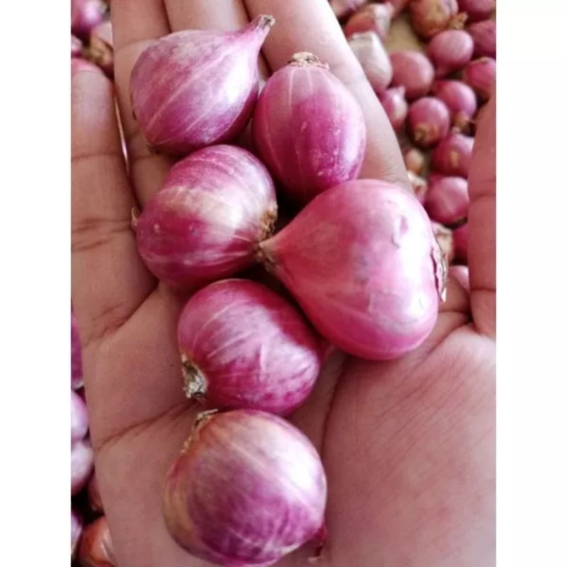 

BAWANG MERAH PROBOLINGGO SUPER/JUMBO GARING 1 KG