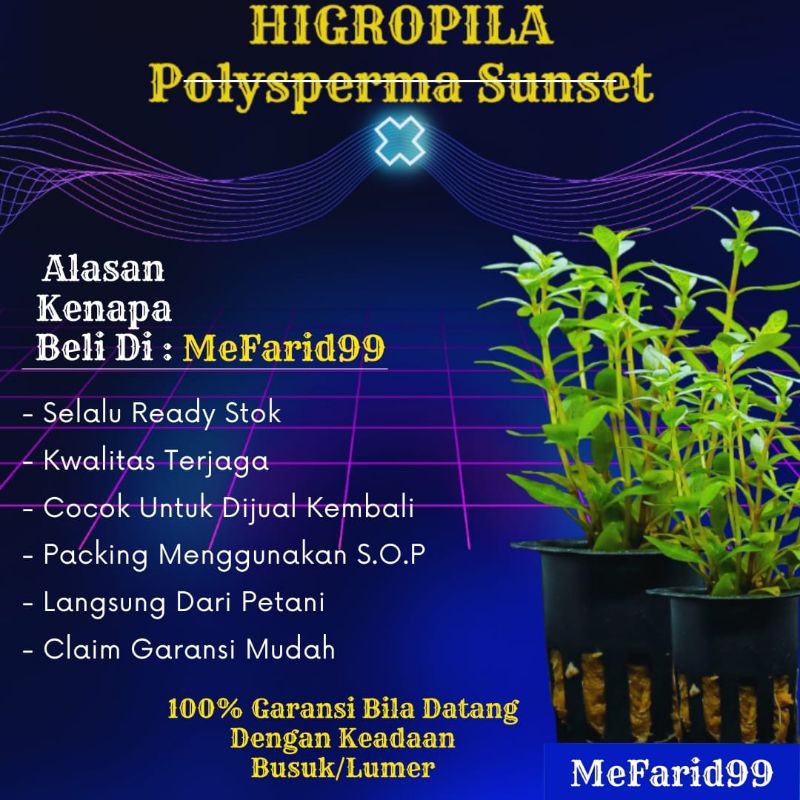 Higropila Polysperma Sunset Tanaman Aquascape Tanpa Co2 (Tanaman Air Akuarium Aquascape)