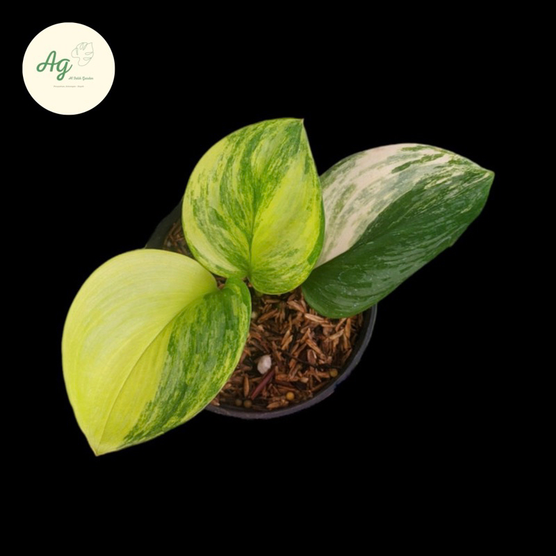 scindapsus rubicon variegata