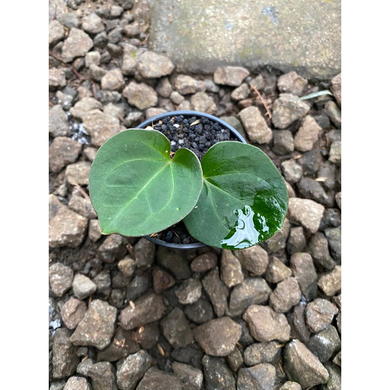 anthurium king of spades