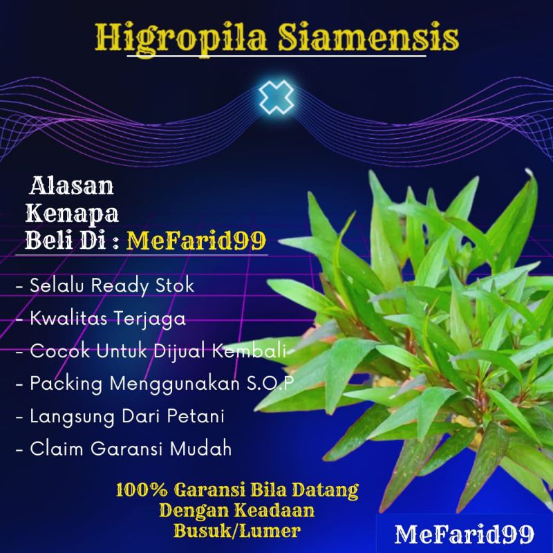 Higropila Siamensis Tanaman Aquascape Tanpa Co2 (Tanaman Aquascape Low Co2)