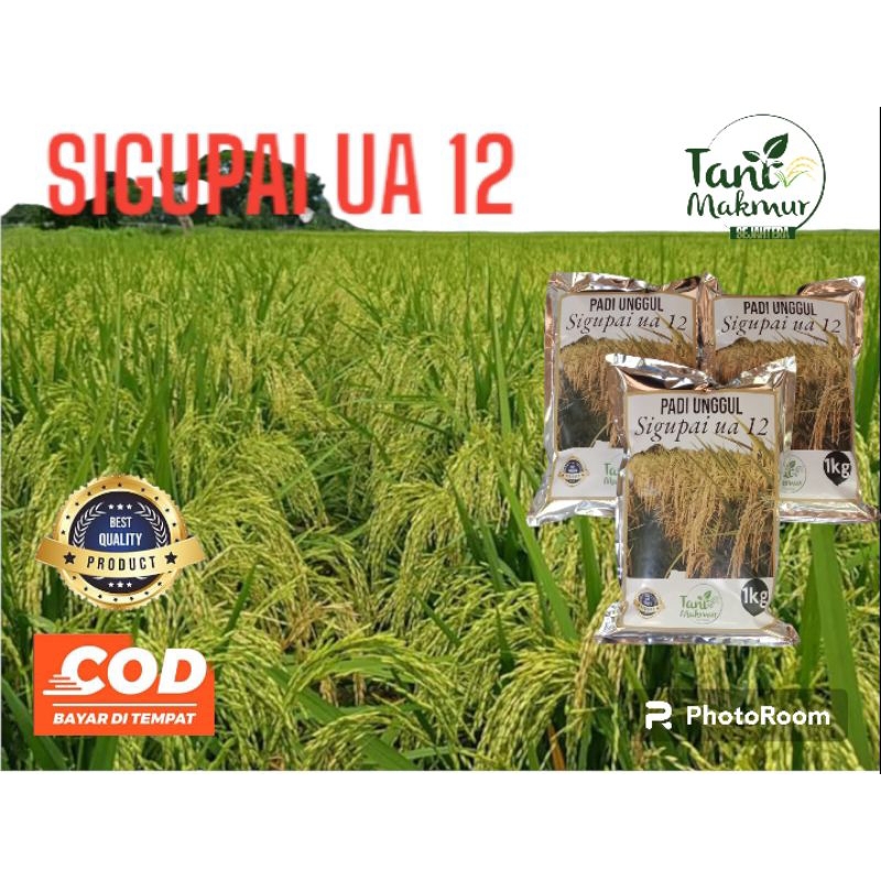 BENIH PADI UNGGUL SIGUPAI UA 12 1KG