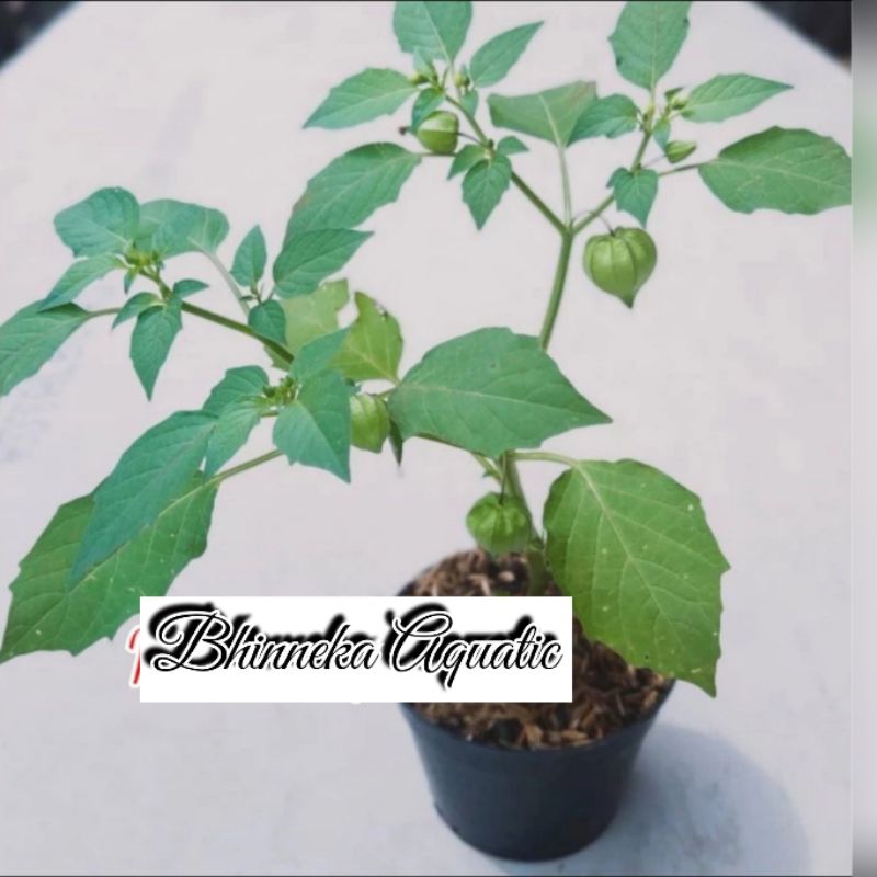 Pohon Bibit Benih Buah Ciplukan Anakan Ceplukan Cecenet Cecendet Physalis