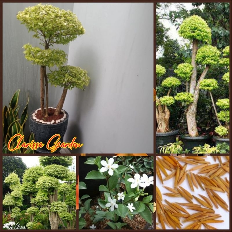 20 BUTIR BIJI/BENIH ANTING PUTRI ( BAHAN BONSAI )
