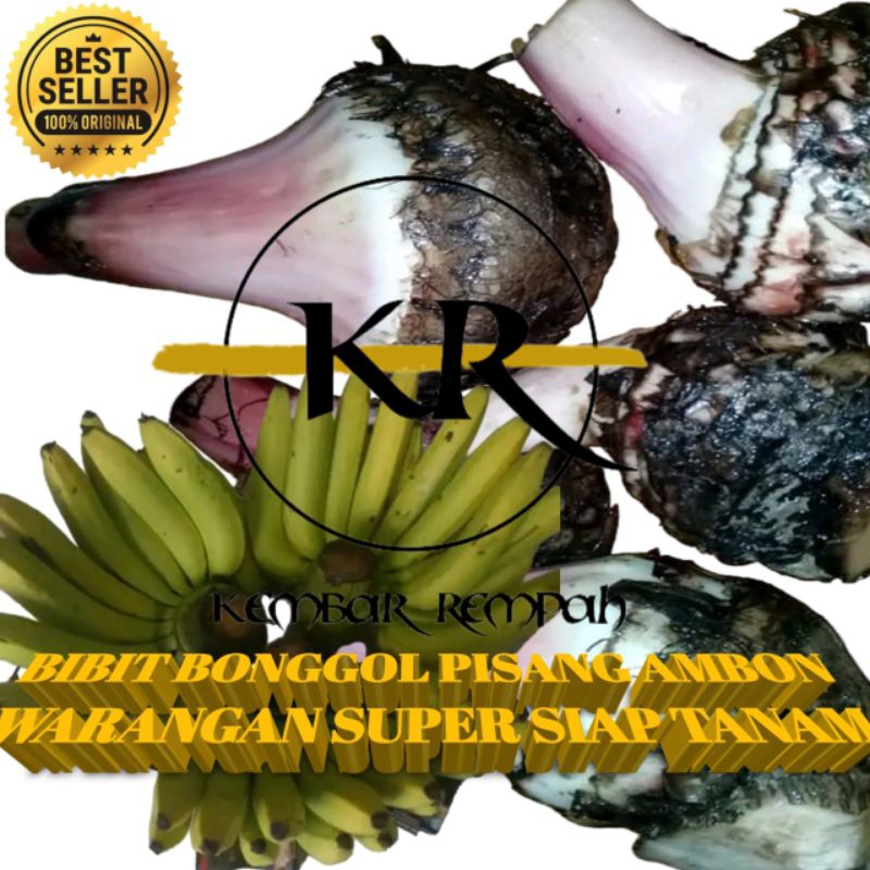 Bibit bonggol pisang ambon warangan super siap tanam