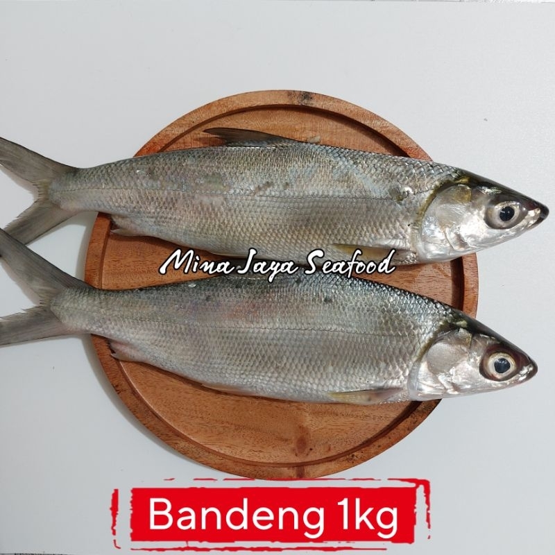 

Ikan Bandeng 1KG / FREE SUDAH DIBERSIHKAN