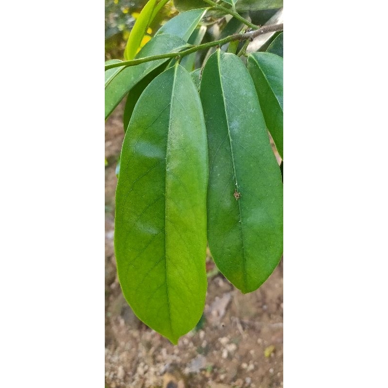 

100 LEMBAR DAUN SIRSAK FRESH LANGSUNG DARI KEBUN