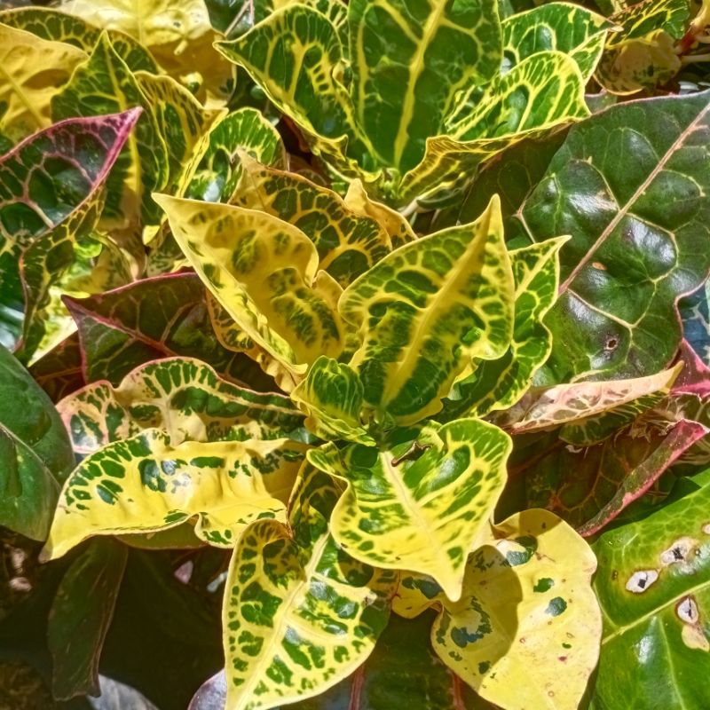 Pohon Puring kura kura - Tanaman Hias Puring Kura kura - puring kura - pohon puring kura - puring