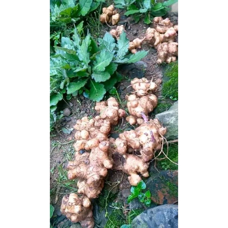 Umbi dewa segar 1 kg