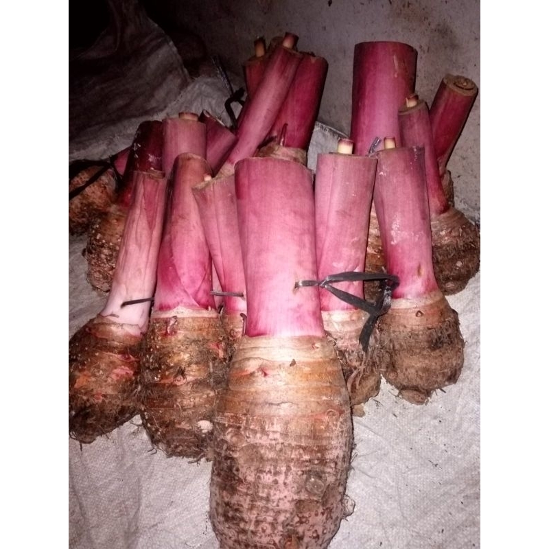 umbi talas ungu 1 kg / talas jumbo pratama 3