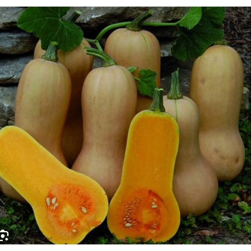 Benih bibit labu kuning madu 2 biji