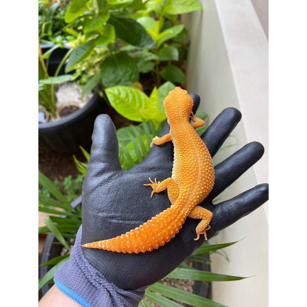 MAINAN - VIP GECKO GIANT SUNGLOW MALE FEMALE ADULT