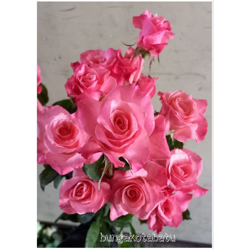 Bunga Mawar Potong Holand Warna Pink Candy