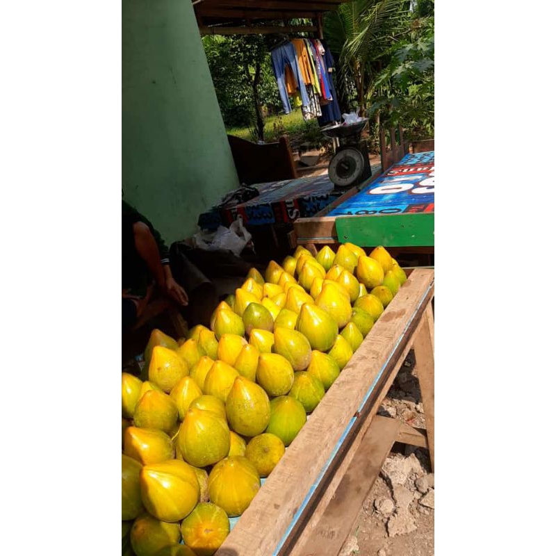 

Buah Alkesa