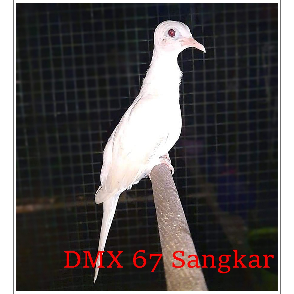 Burung Perkutut Putih Mata Merah