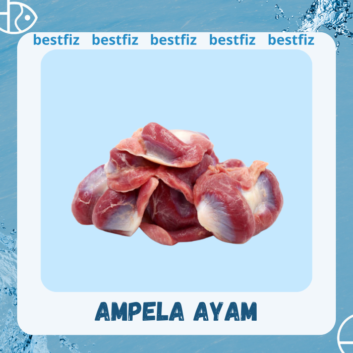 

Ampela Ayam