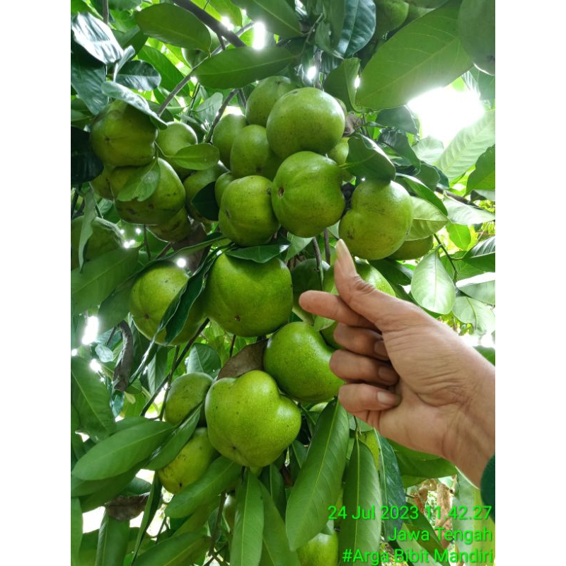 

BuahBlacksapote