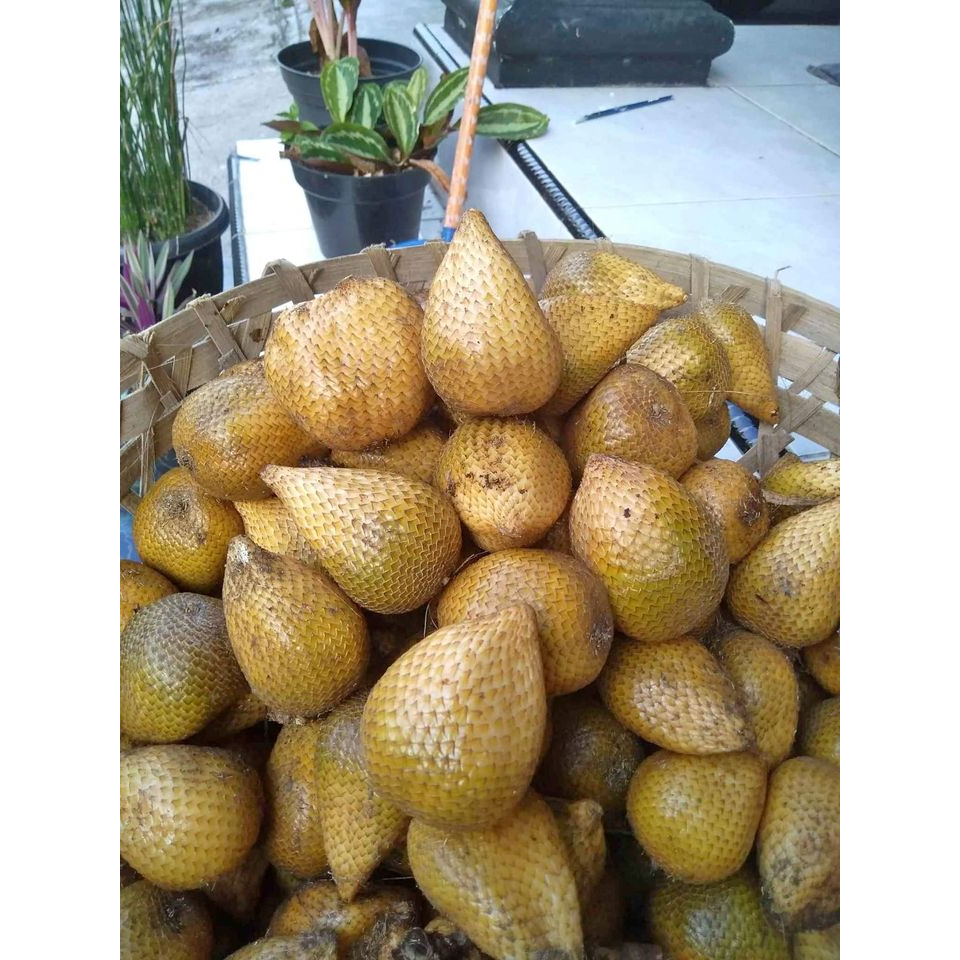 

khas sleman salak gading salak kuning fresh 1 kg