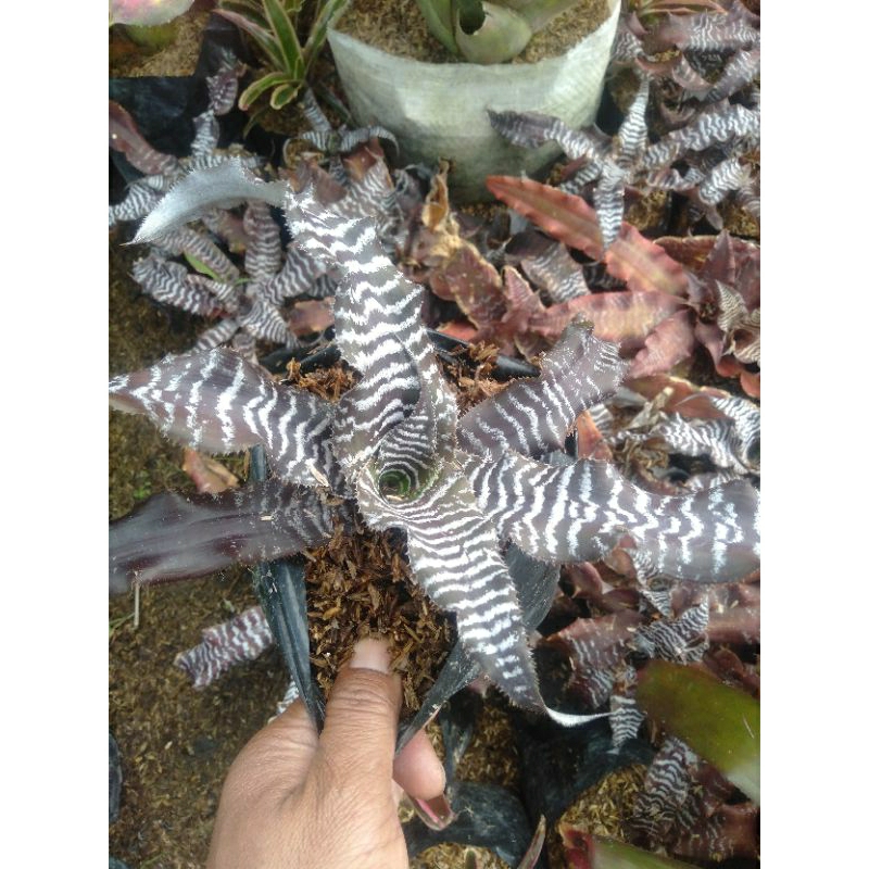 Tanaman bromelia tokek