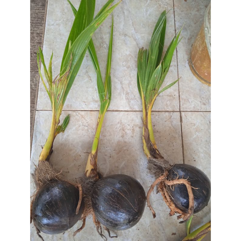 Bonsai kelapa, bahan bonsai kelala gading kuning