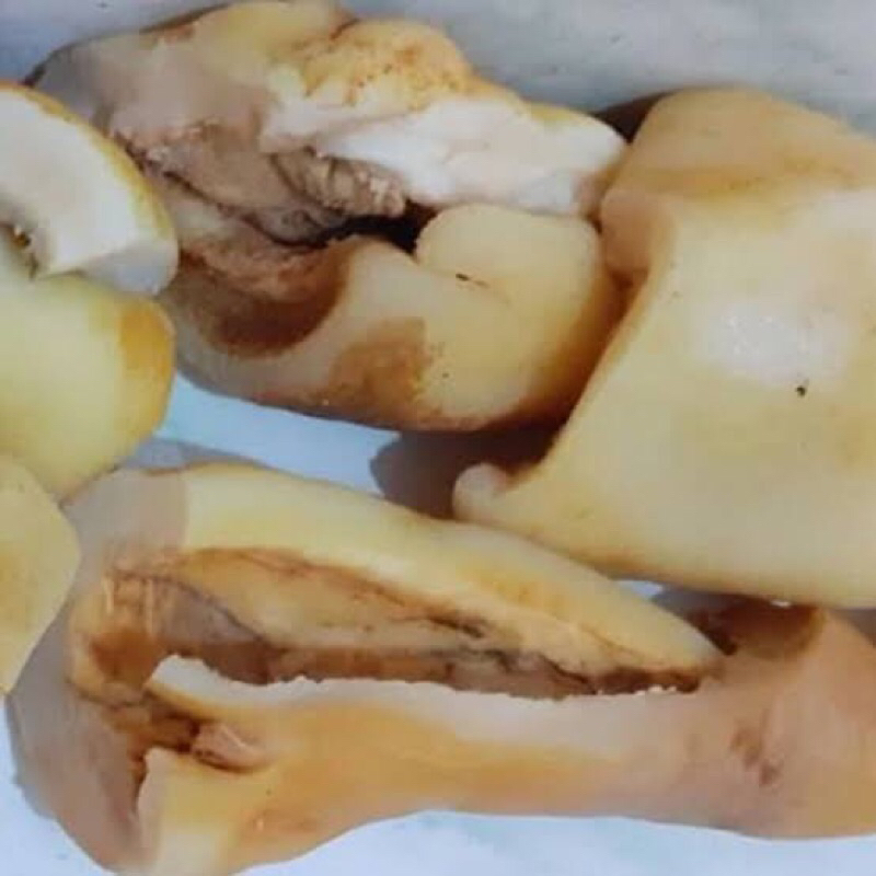 

KIKIL SULTAN (harga per 250 gram)