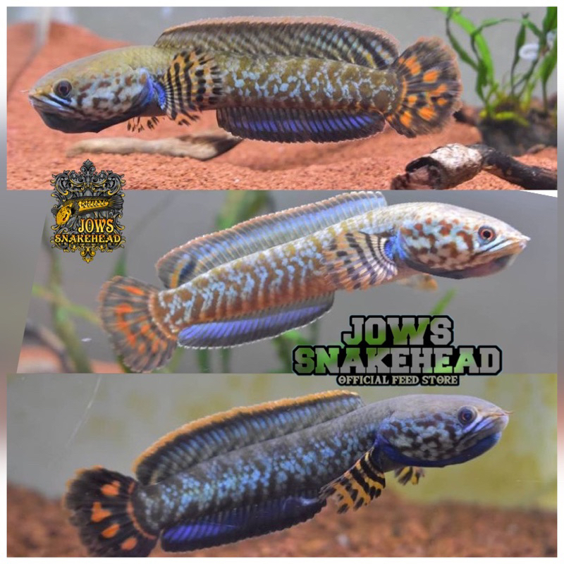 CHANNA BLEHERI 7-8cm RAINBOW SNAKEHEAD Grade A++